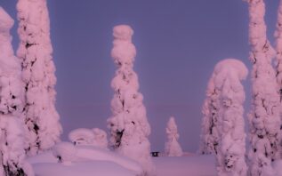 tykkylumipuita tunturissa