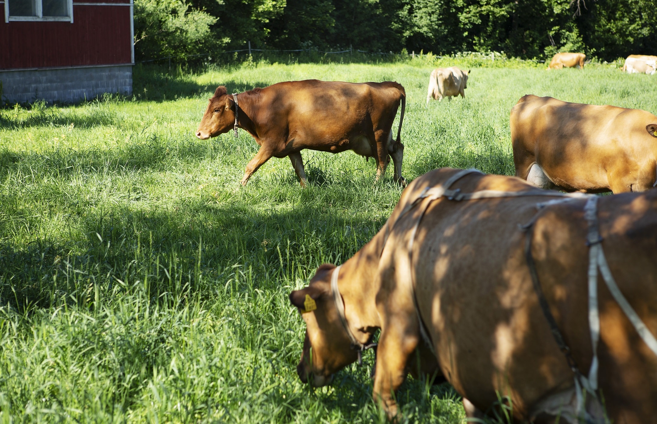 Kuvassa ruskeita lehmiä kesälaitumella.