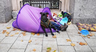 Kuva asunnottoman ihmisen teltasta, jonka edessä on koira.